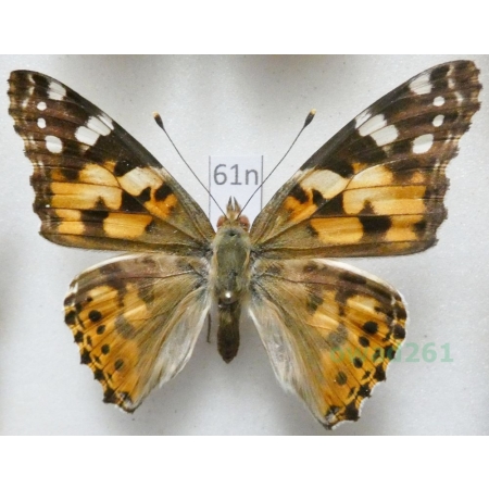 Vanessa cardui (Linnaeus, 1758) Rusałka osetnik Poland61n